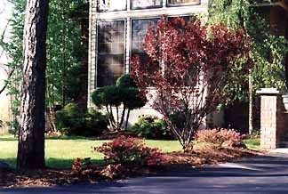 Vibrant flowering perennials in a professionally designed garden