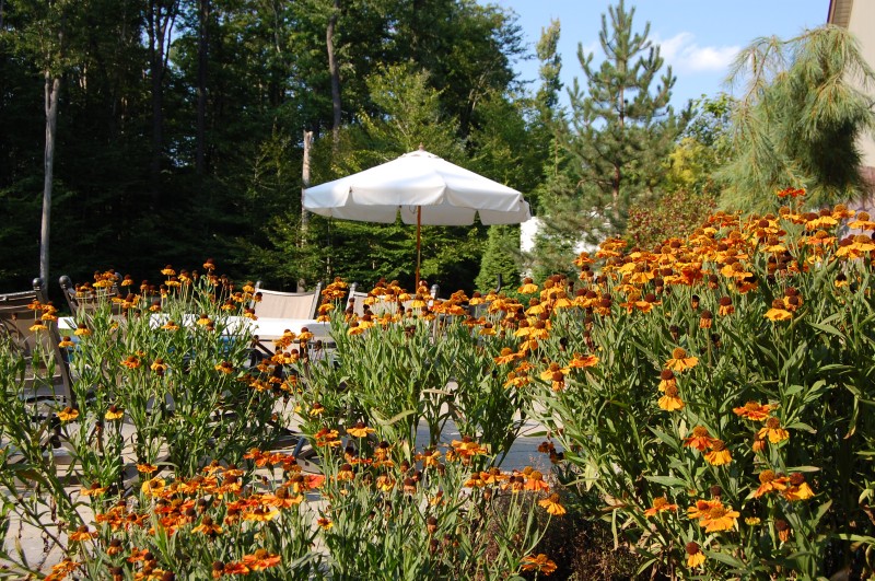 Color garden with seasonal blooms in coordinated drifts